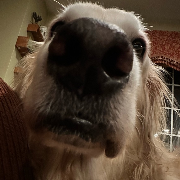 Meet your Posher, Kim - Picture 1 of 1